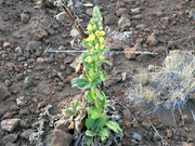 ���R�A��