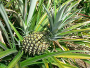 �p�C�i�b�v��