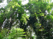 Akaka Falls State Parks